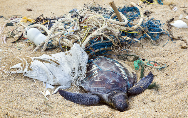 » World’s Oceans, Sea Life Suffocating From Discarded Trash | Surf